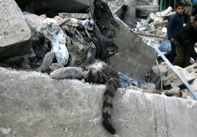 hamas cat killed by israeli terrorists in gaza